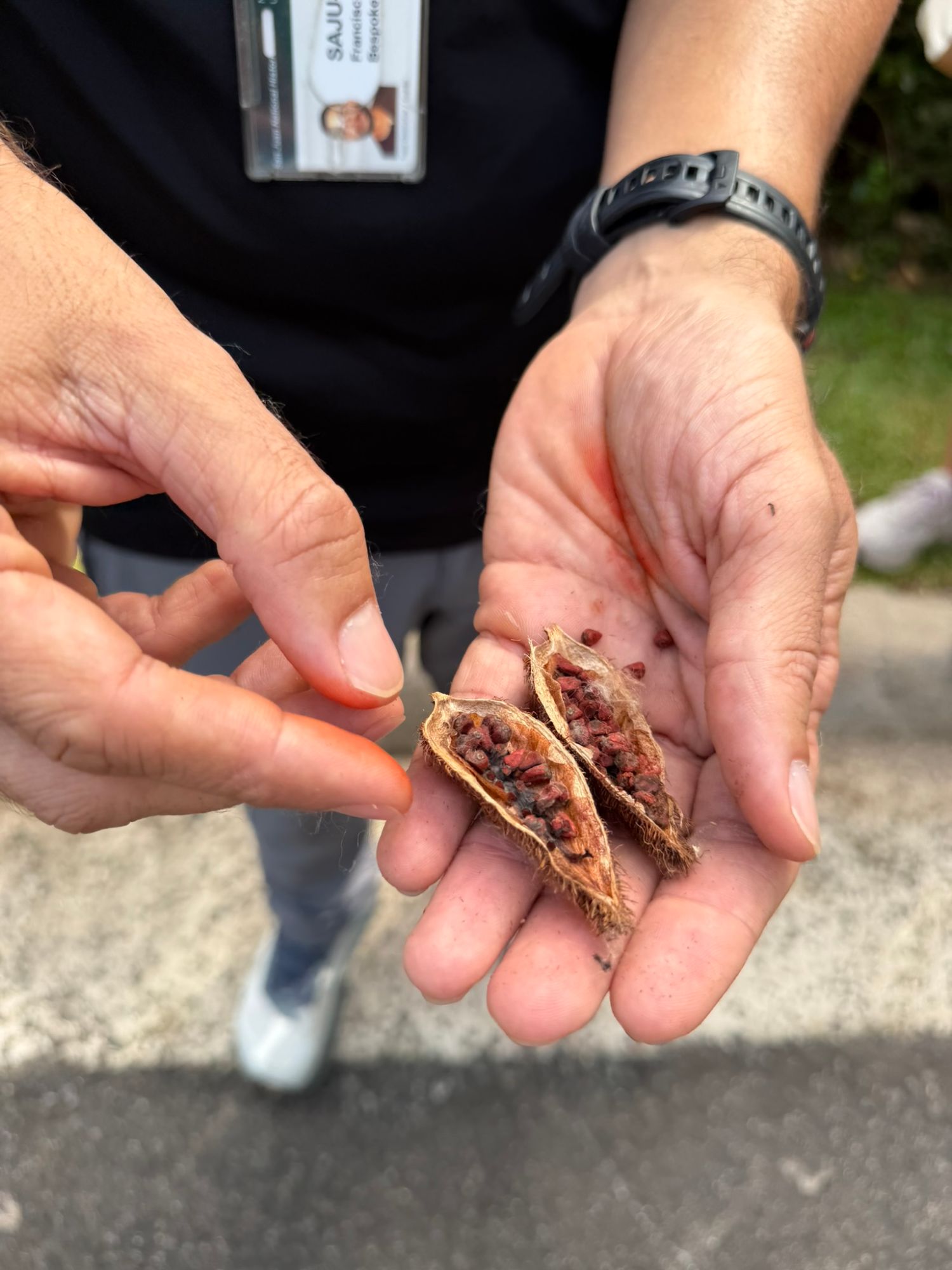 Cacao pods held in someone's hands showing the raw beans inside at a farm or plantation