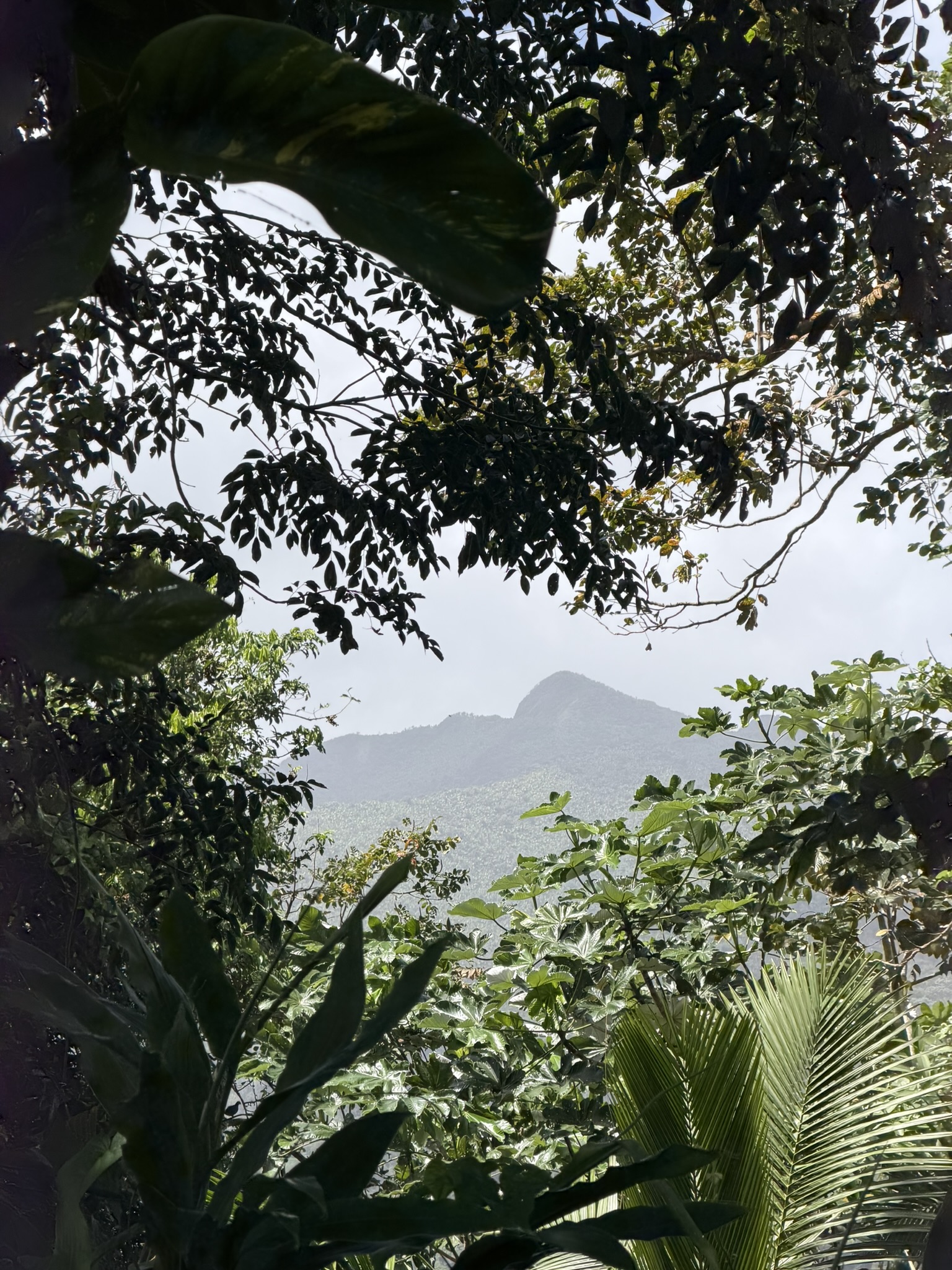 Lush mountainous rainforest landscape framed by tropical vegetation and hanging vines