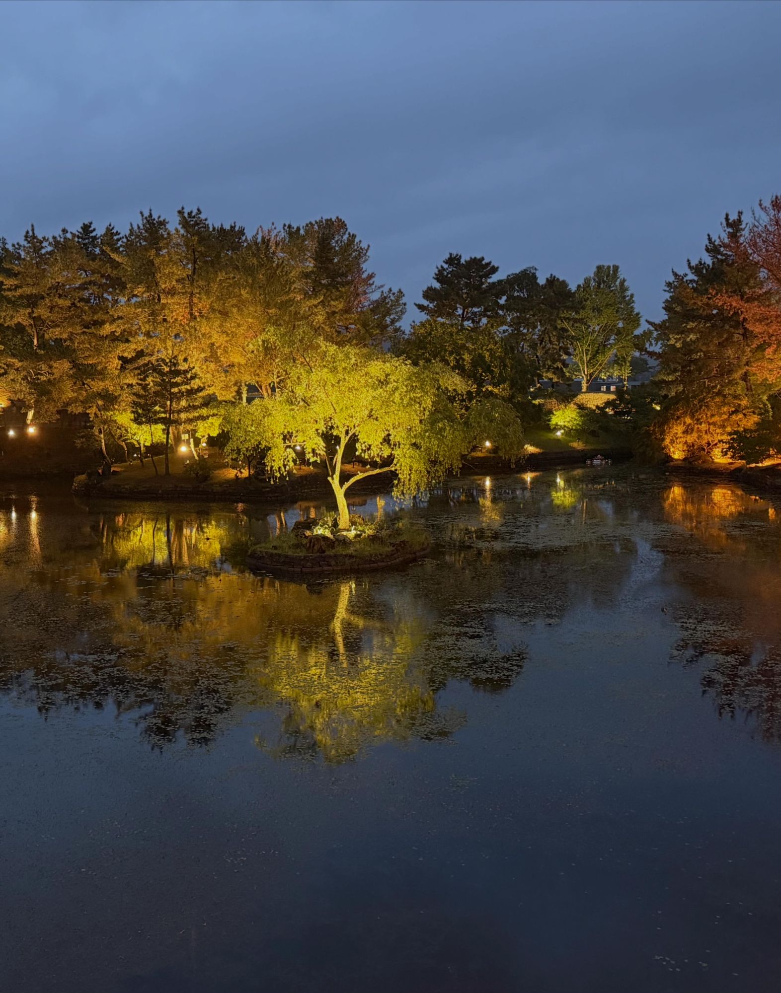 Nighttime scene of illuminated trees reflected in a calm pond with warm golden lighting