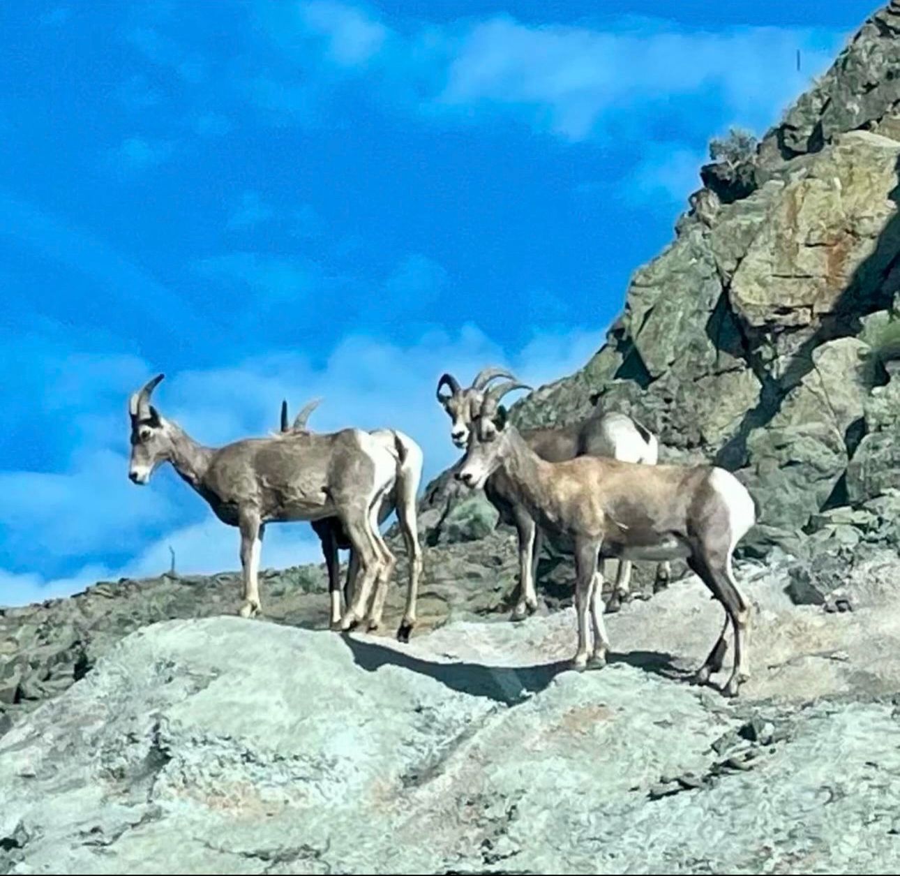 Three mountain goats with white markings standing on rocky alpine terrain against a blue sky
