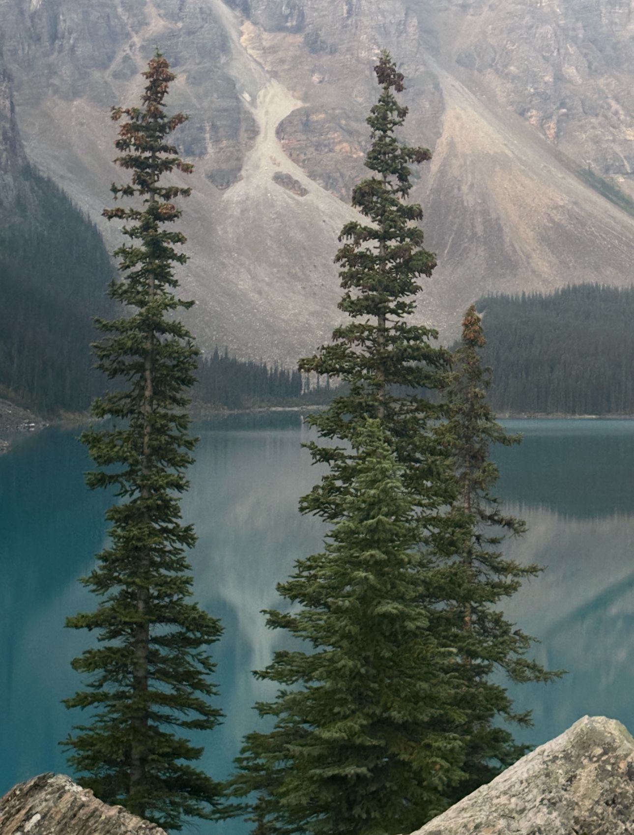 Two tall evergreen trees framing a pristine turquoise alpine lake with snow-capped mountains reflected in water