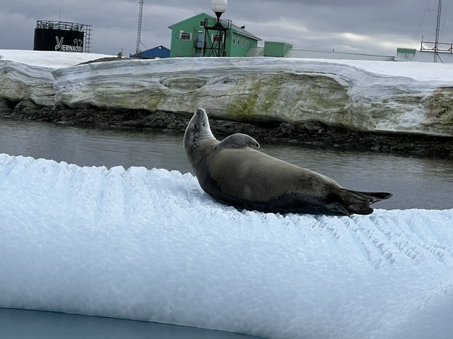 Theresa Bobrowsky on Antarctica: How One Travel Advisor's Voyage to the White Continent Changed Everything She Thought She Knew