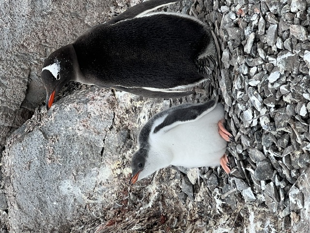 An adult Adelie penguin stands beside a fluffy chick on rocky Antarctic terrain