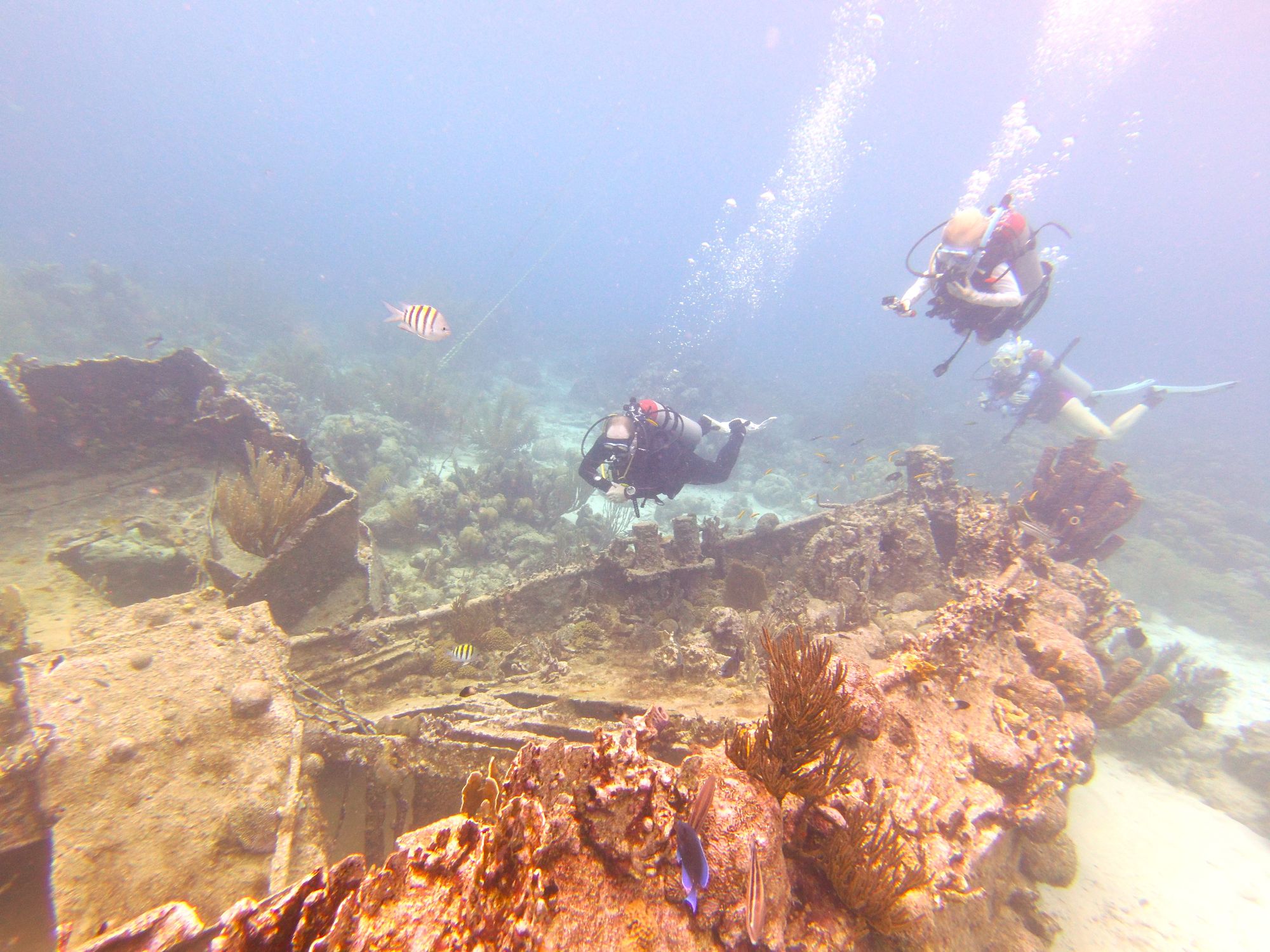 Multiple scuba divers navigate around a sunken shipwreck structure in Curaçao covered in coral and sea life, with striped fish swimming nearby