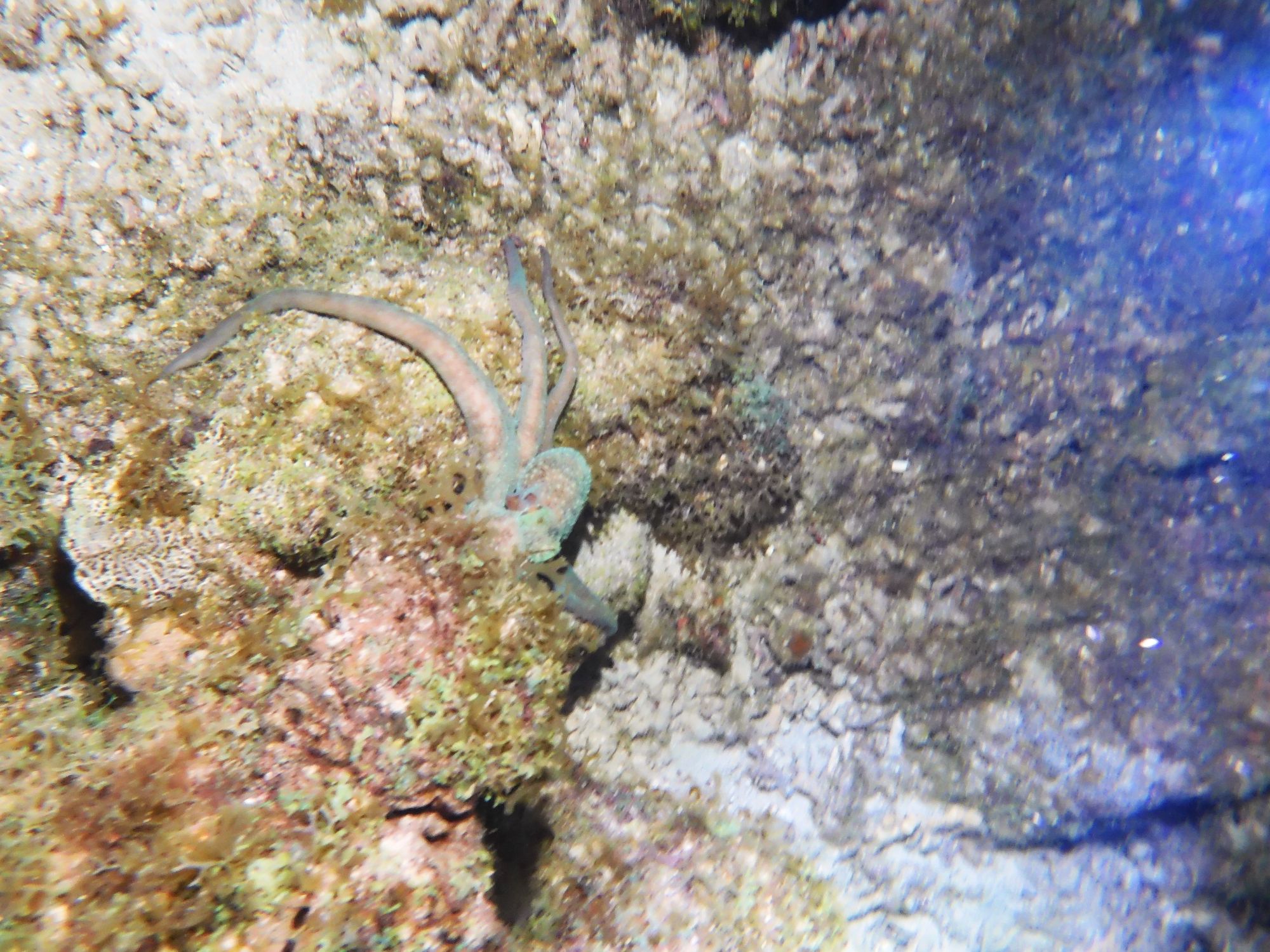 A small pale sea creature with curved tentacles clings to the sandy seafloor of a Curaçao reef