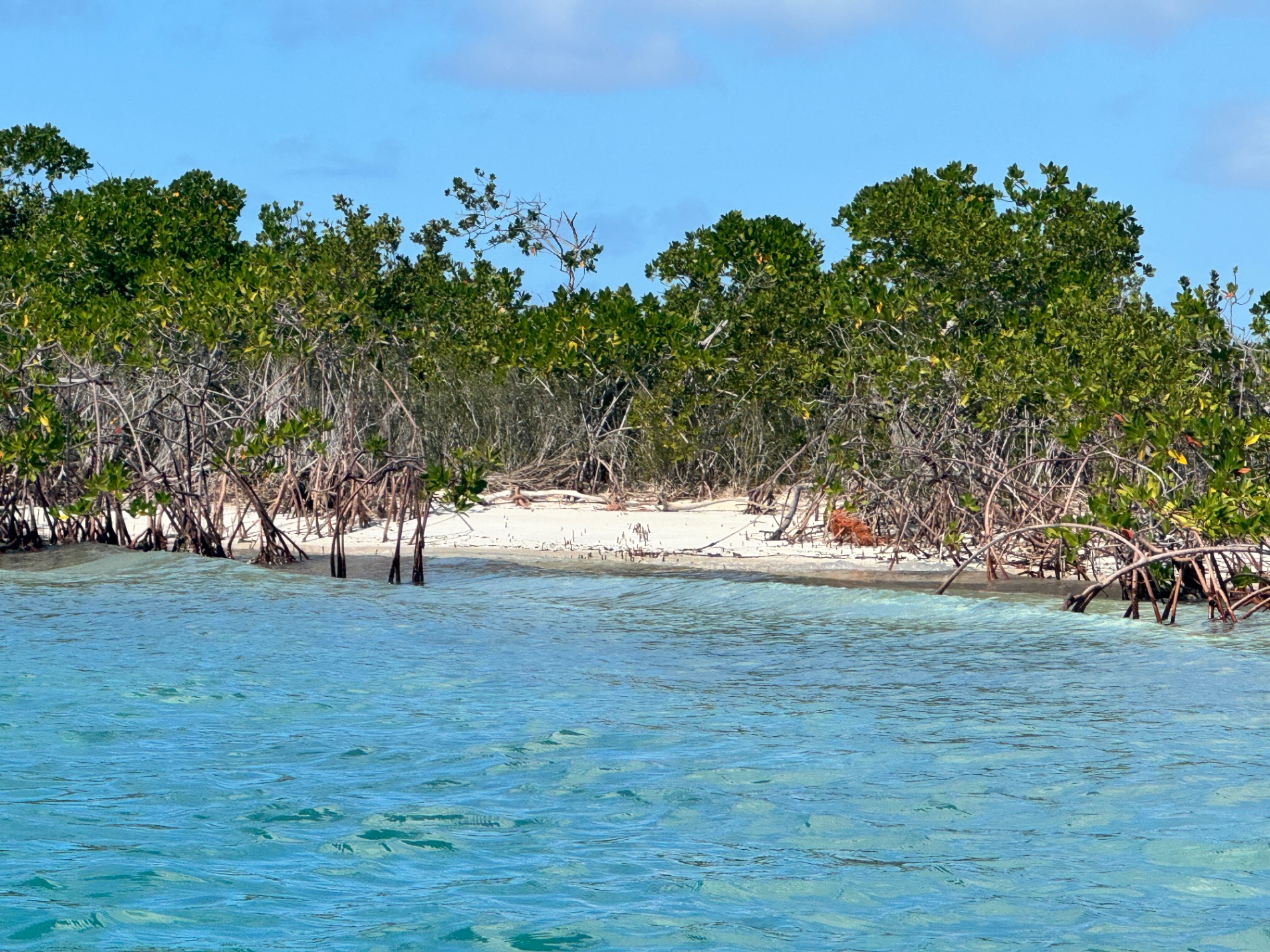 Shallow mangrove forest with exposed root systems along the water's edge under blue sky