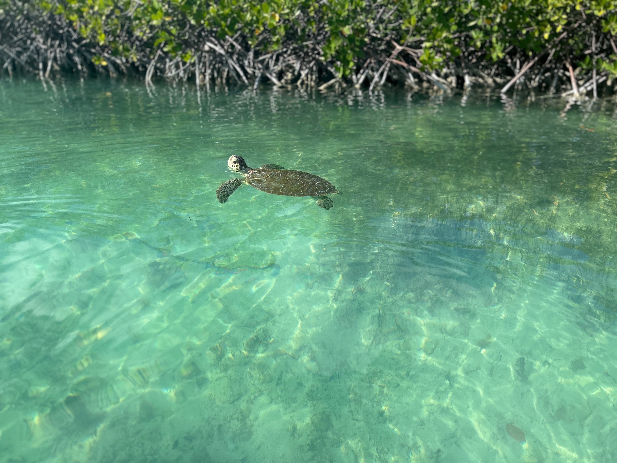 Mangrove waterway with calm shallow water reflecting green vegetation and blue sky