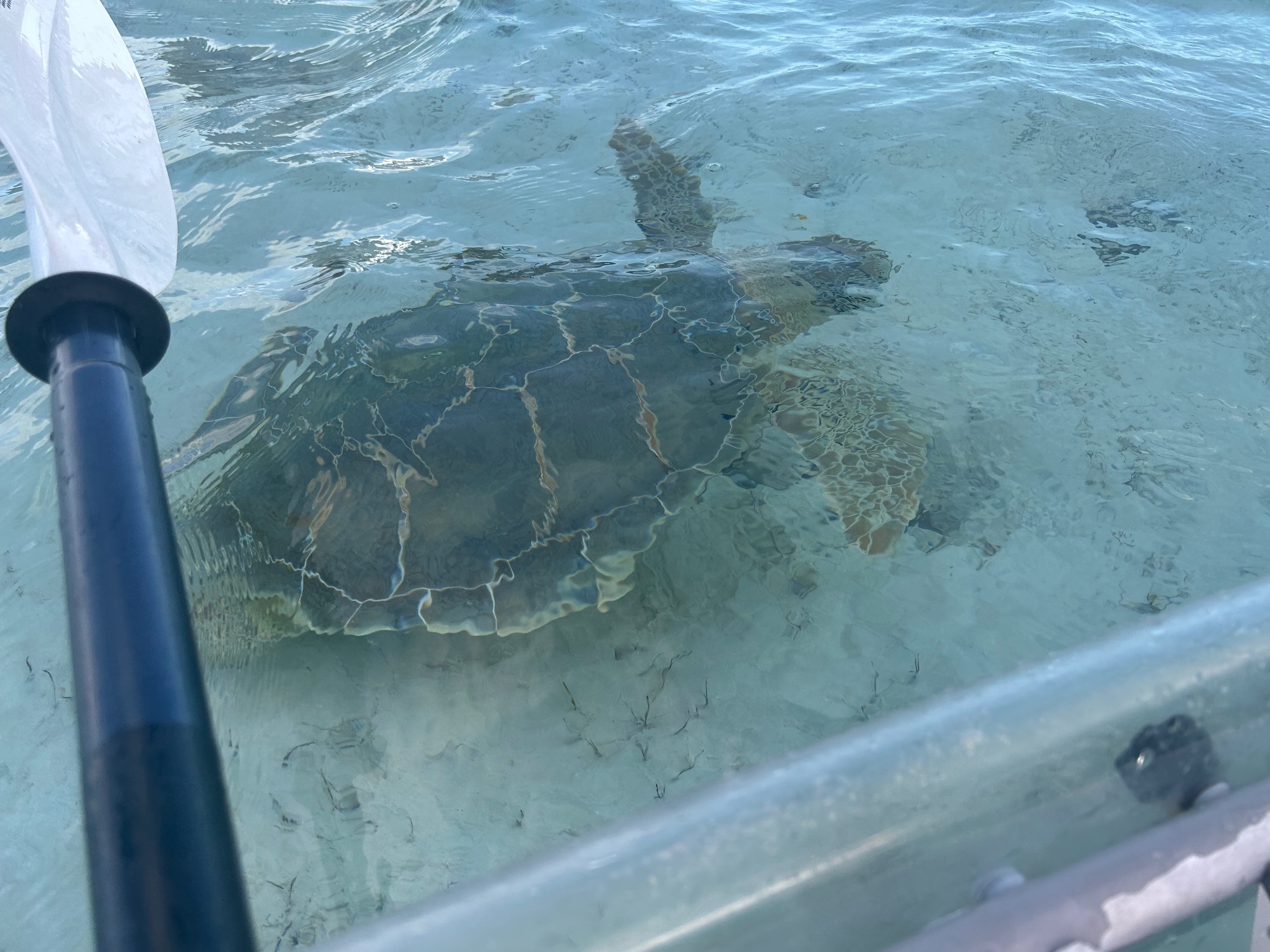 Large sea turtle viewed from above in clear shallow turquoise water with visible shell patterns