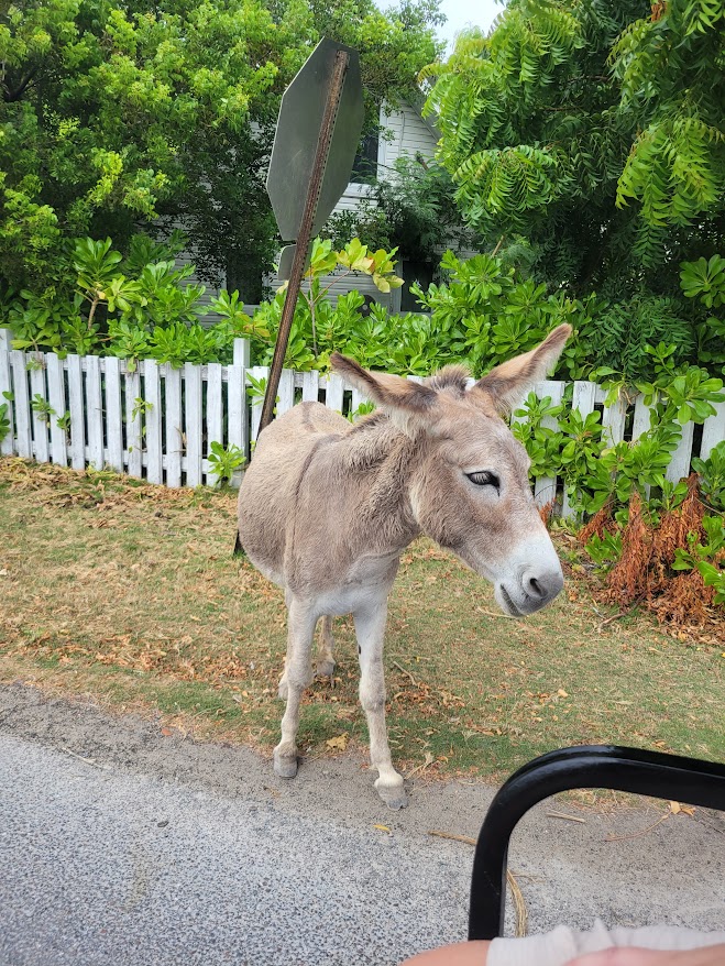 Turks and Caicos — Kayleen Hamelin's travel story