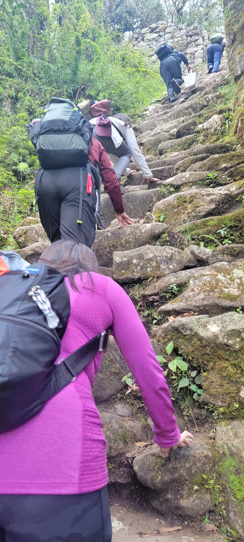 Trekkers climbing ancient stone steps through lush green forest on the Inca Trail