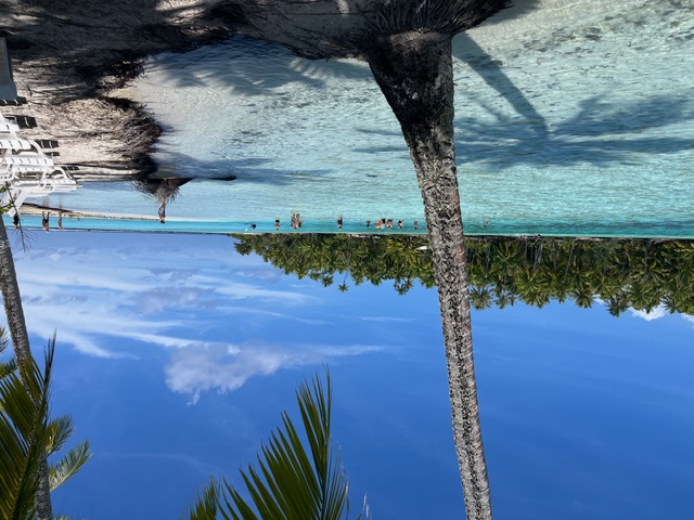 Swimmers in shallow turquoise water near palm trees and fallen logs on a Tahitian beach