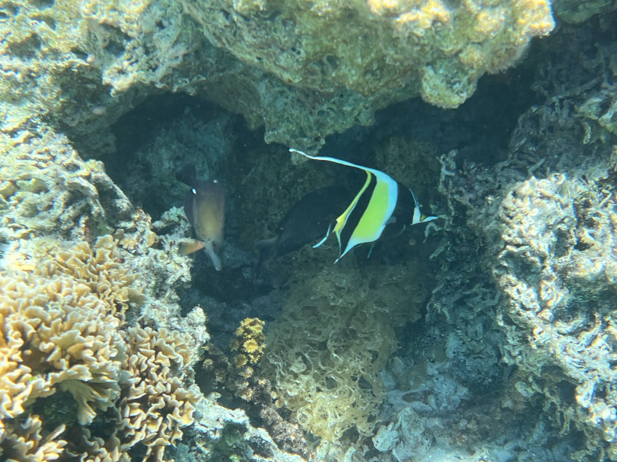 Underwater close-up of yellow and black striped tropical fish swimming near coral formations