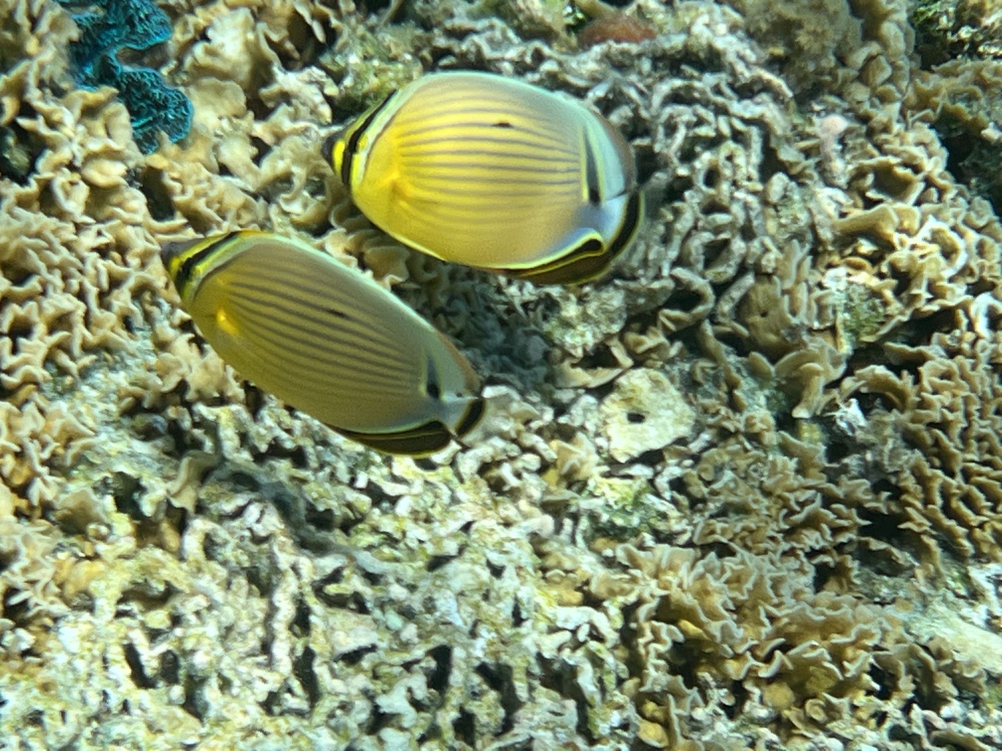 Two snorkelers in wetsuits swimming underwater above a coral reef with tropical fish visible below
