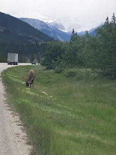 Brown moose grazing on a grassy roadside with mountains visible in the distance