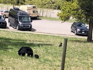 RVs and vehicles parked in a mountain valley with bears visible on the grassy grounds below