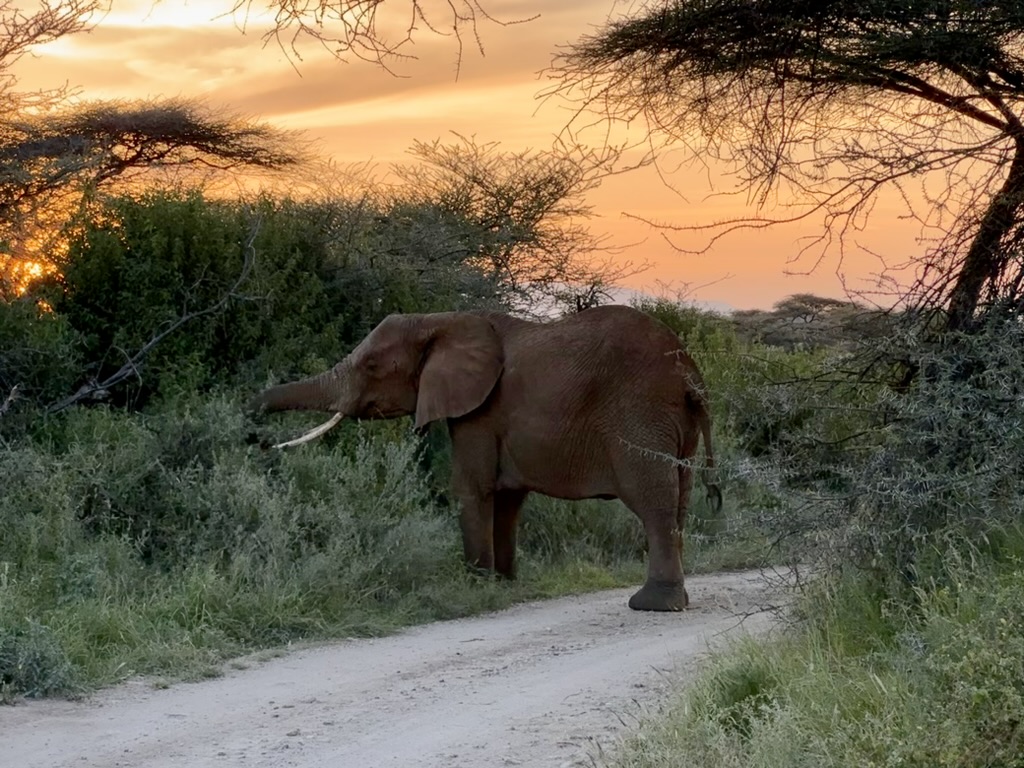 East Africa — Shari Lukens's travel story