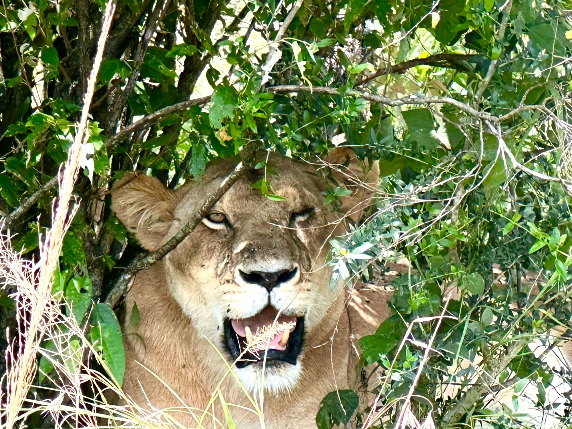 East Africa — Shari Lukens's travel story
