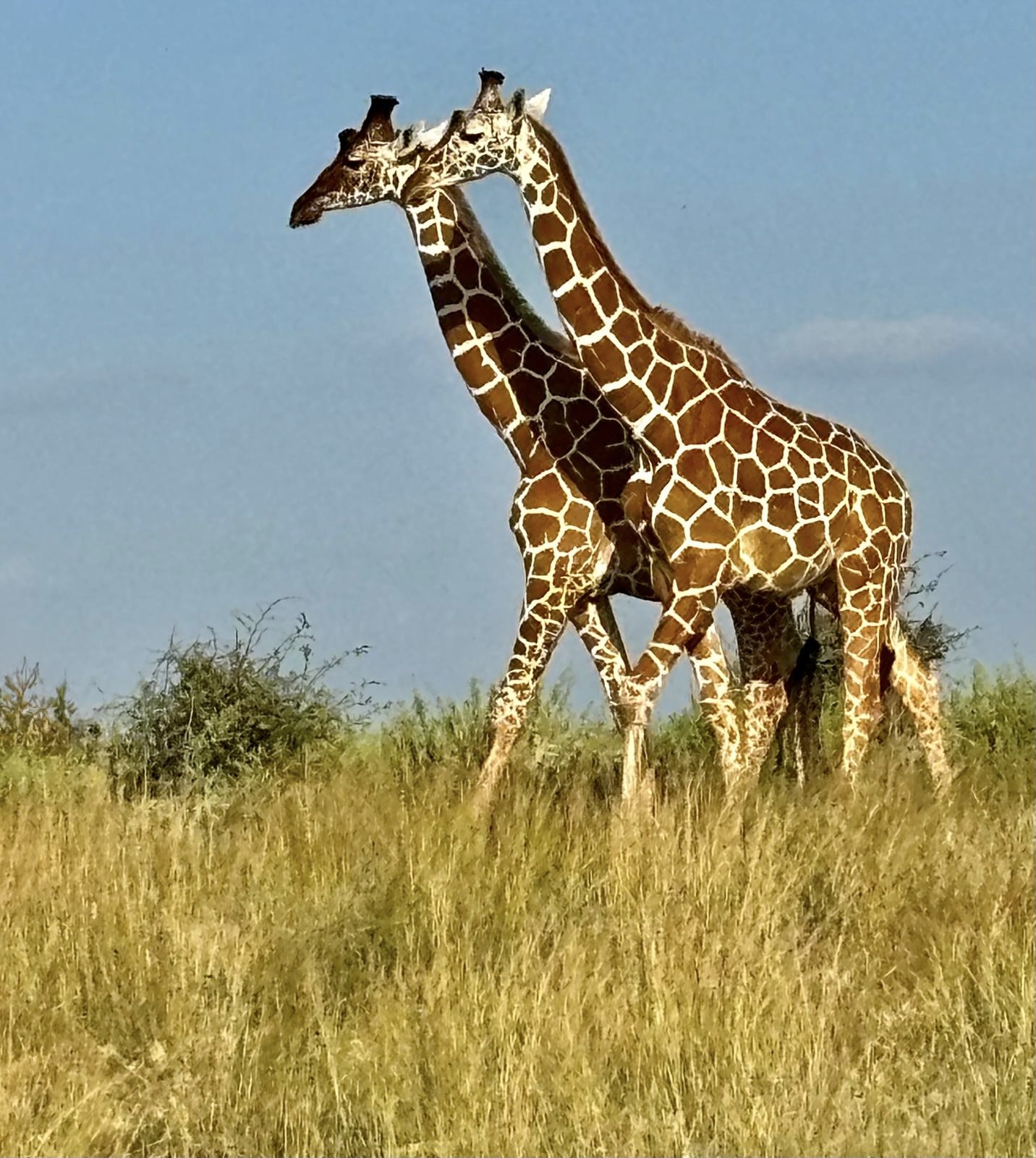 East Africa — Shari Lukens's travel story