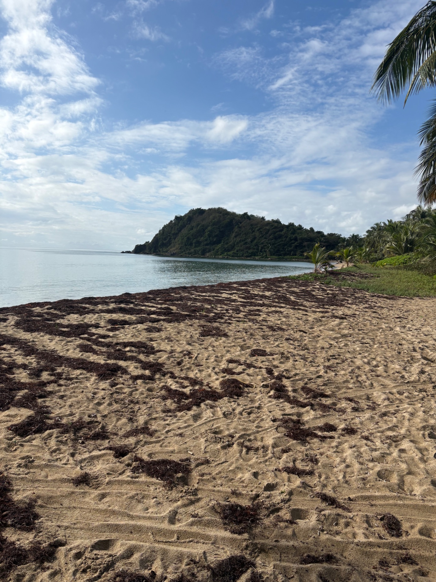 Sandy beach with dark seaweed, forested island across calm water, palm trees on right