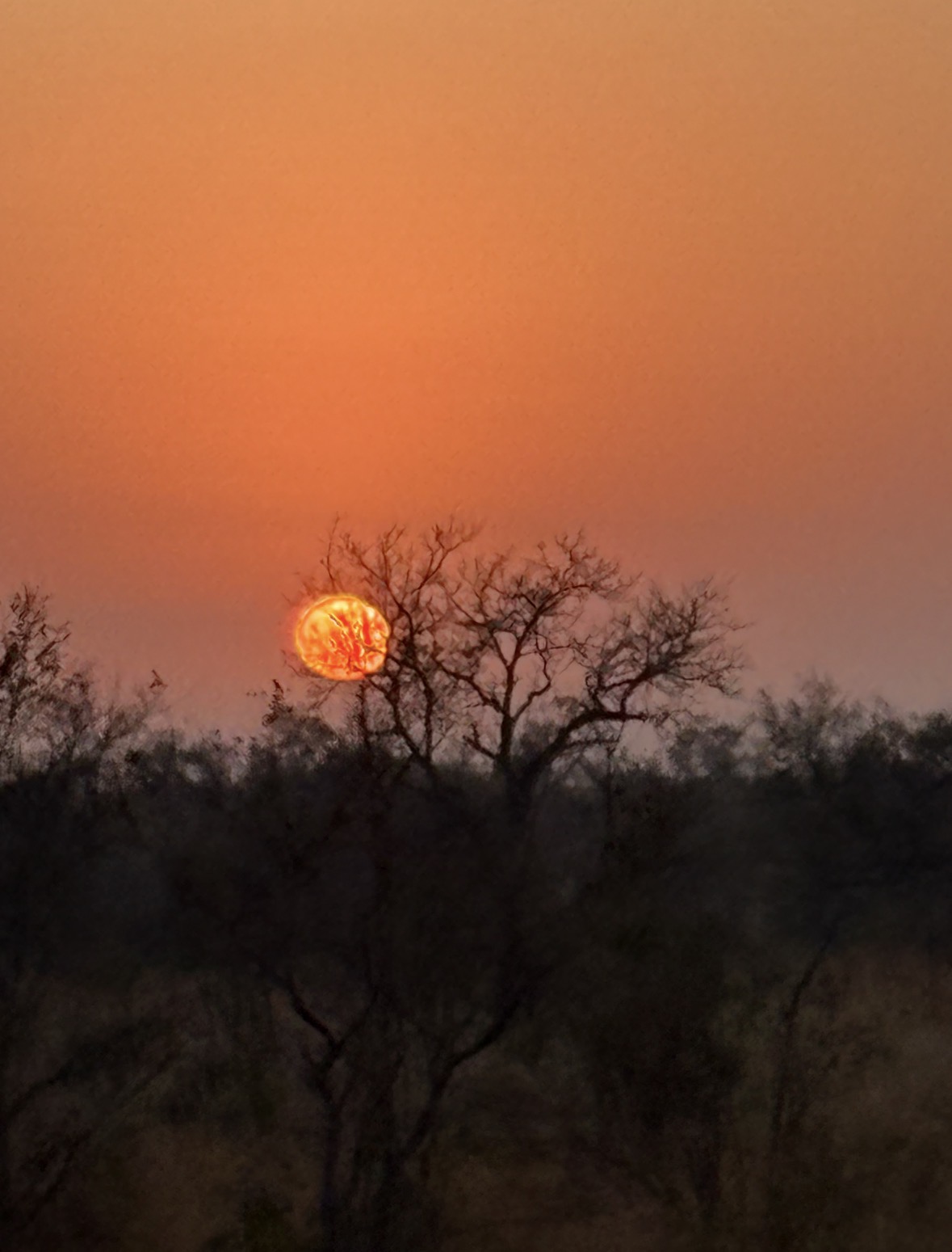 Sunset over African savanna with large orange sun visible through silhouetted bare trees