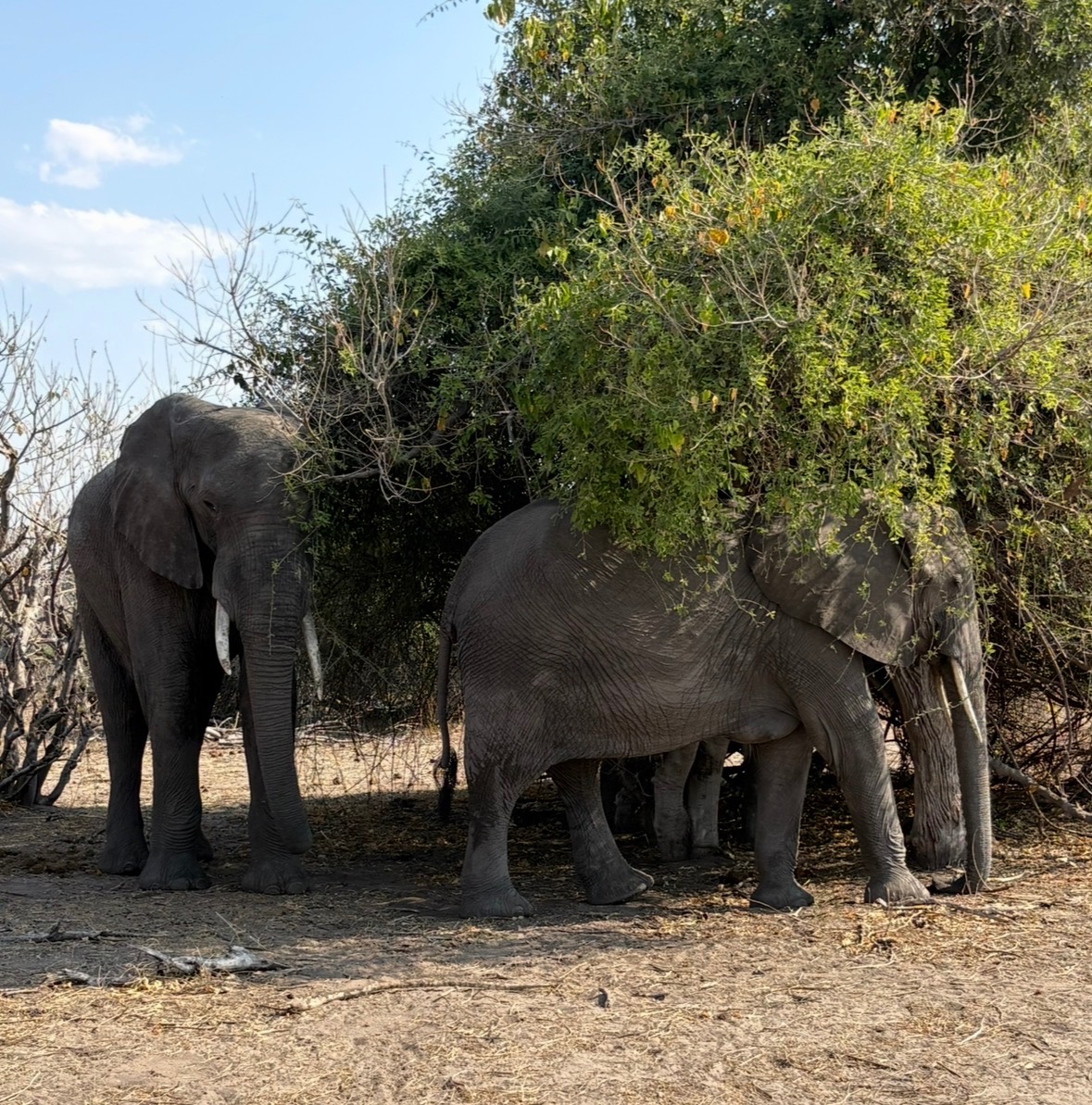 Herd of elephants feeding and walking among trees in natural savanna habitat