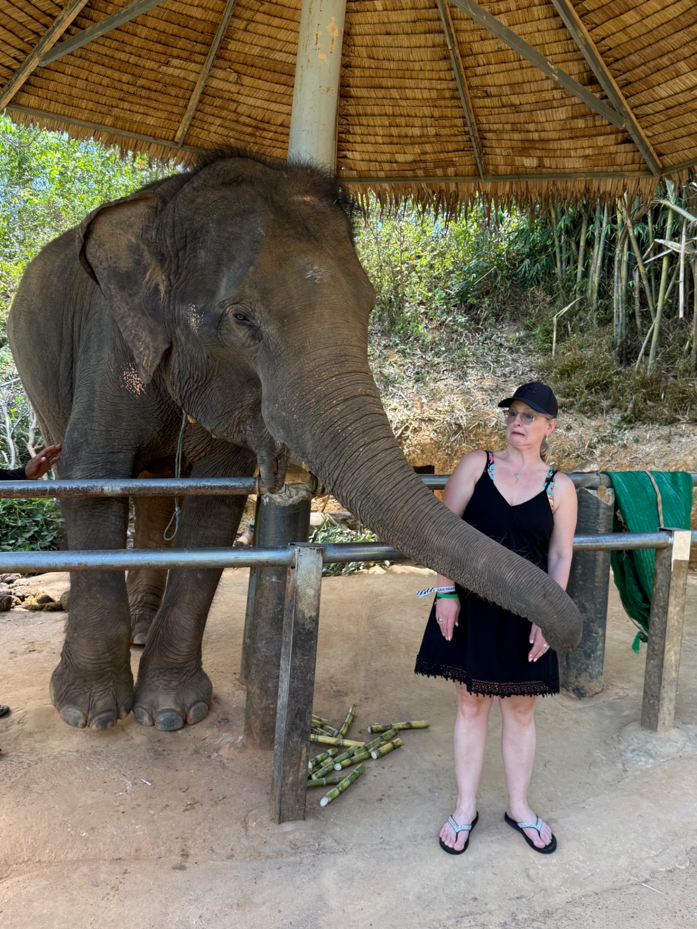 Woman feeding an elephant under a thatched shelter at an elephant sanctuary in Thailand