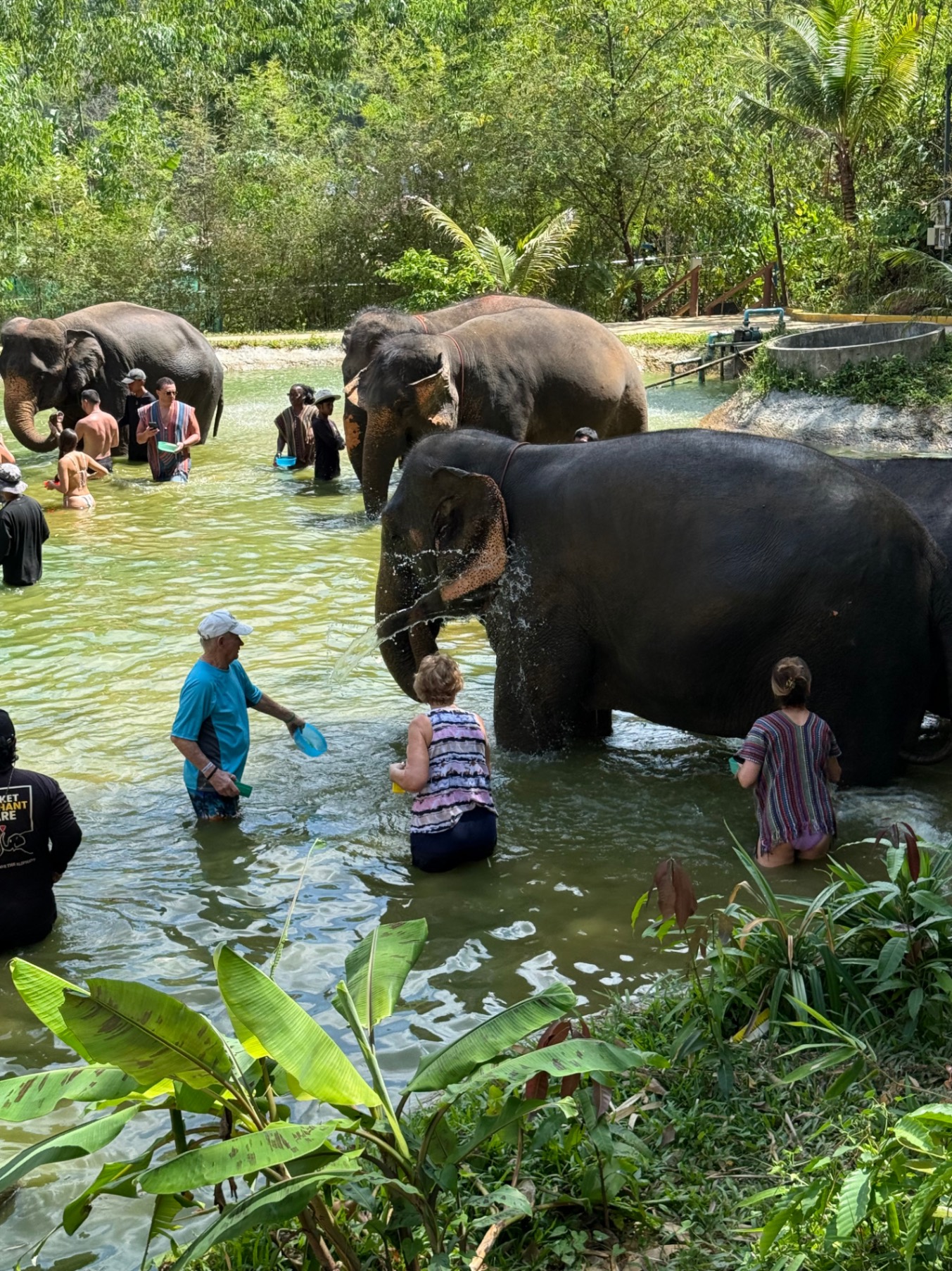 Multiple elephants bathing in a river with visitors wading alongside them in the water