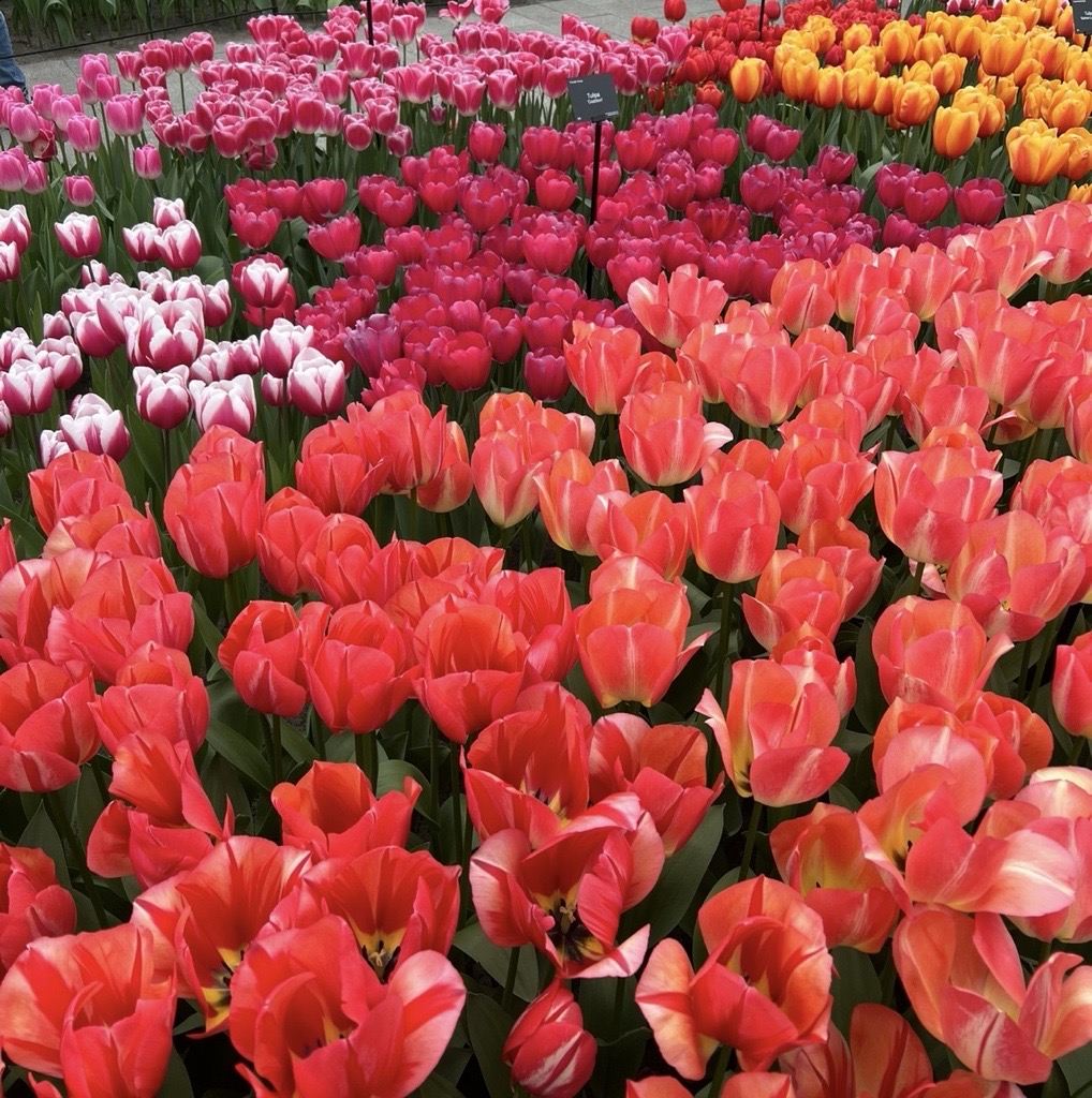 Netherlands — Sam Wallbridge's travel story