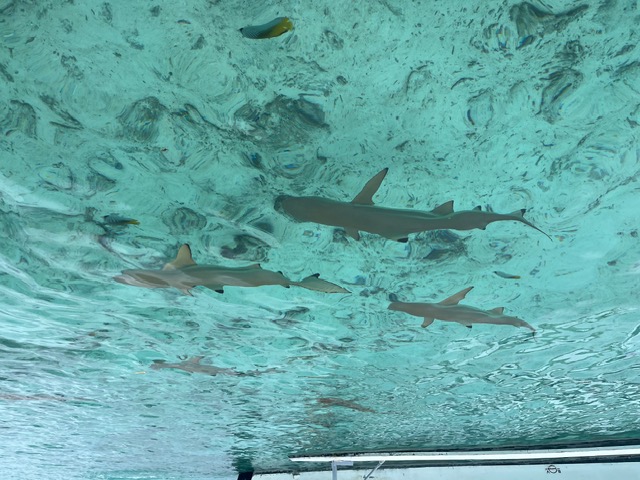 Multiple blacktip reef sharks swimming in shallow turquoise water near a boat
