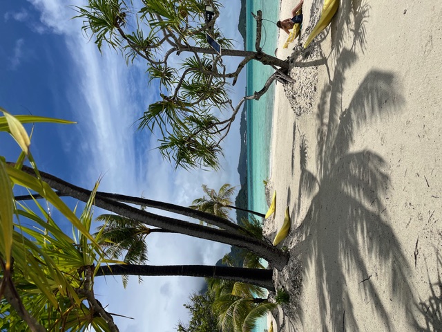 Aerial view of a small island densely covered with palm trees surrounded by turquoise lagoon water