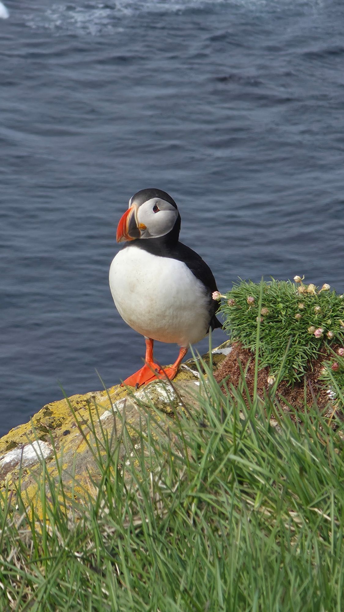 Atlantic puffin with distinctive orange beak and feet perched on grassy coastal rocks