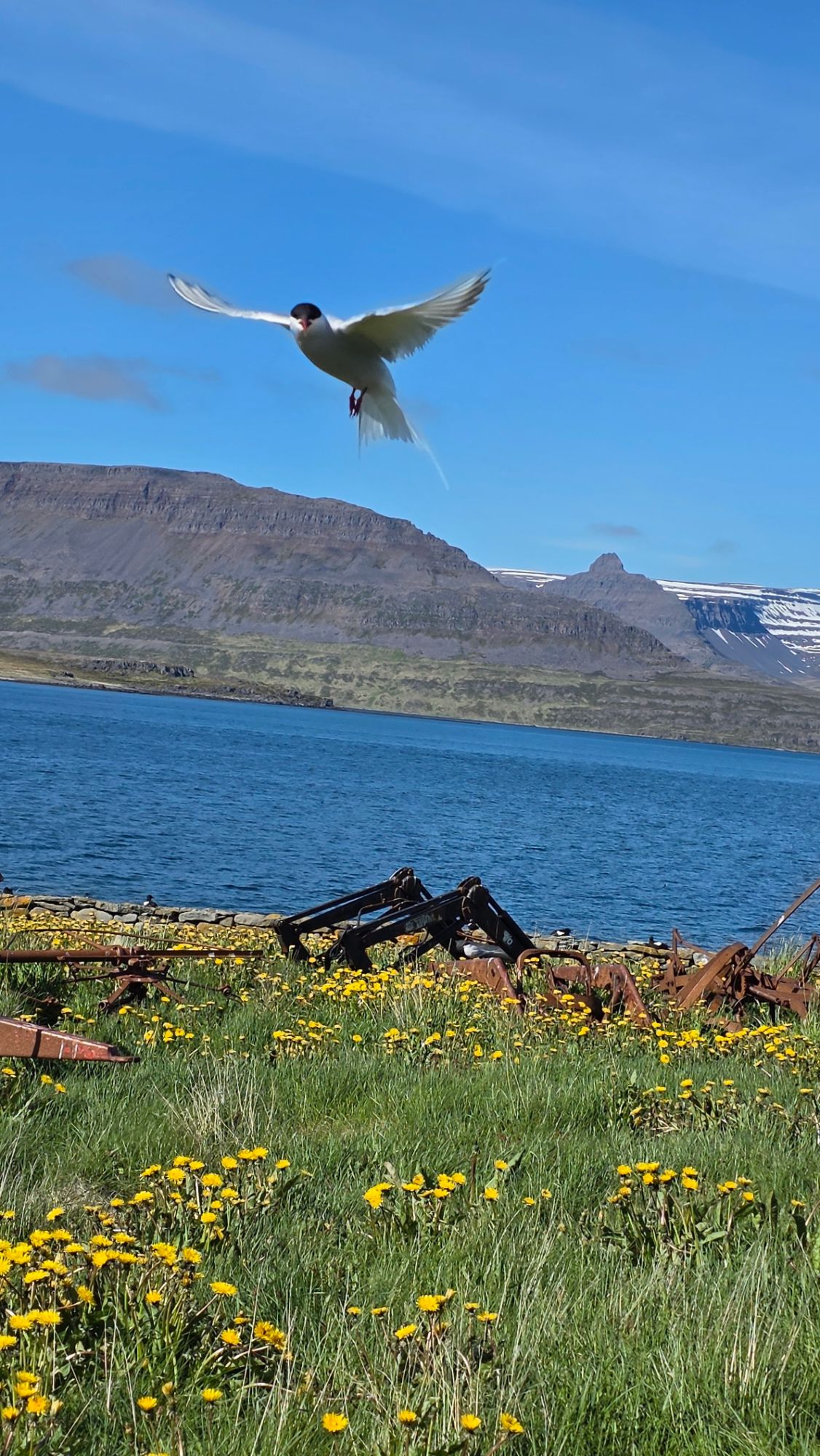 Two travelers on hillside overlooking blue fjord with cruise ship and mountains