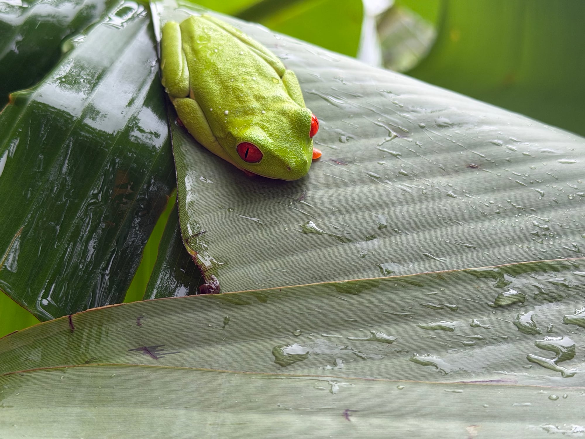 Costa Rica — Lori Richardson's travel story