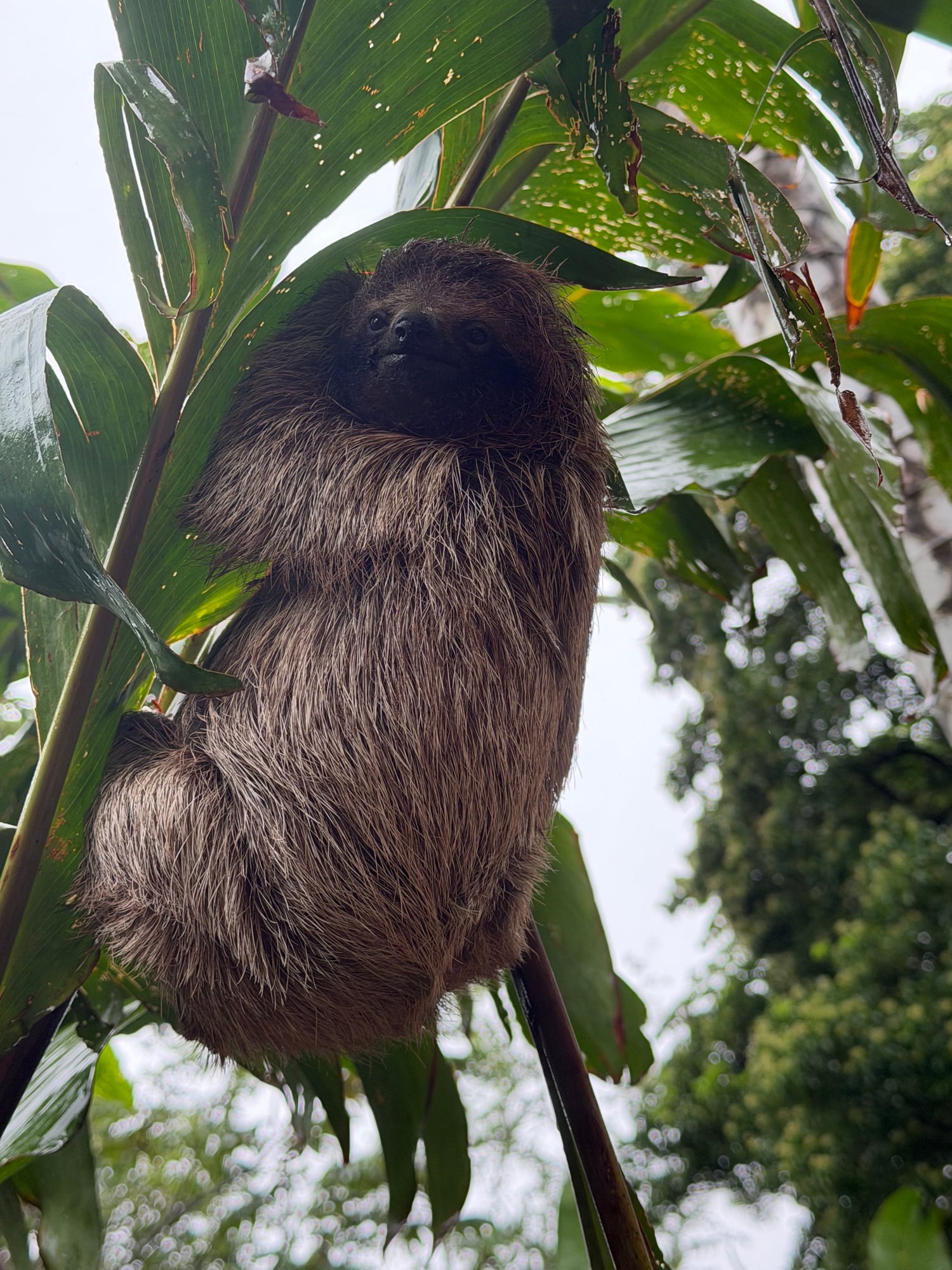 Costa Rica — Lori Richardson's travel story