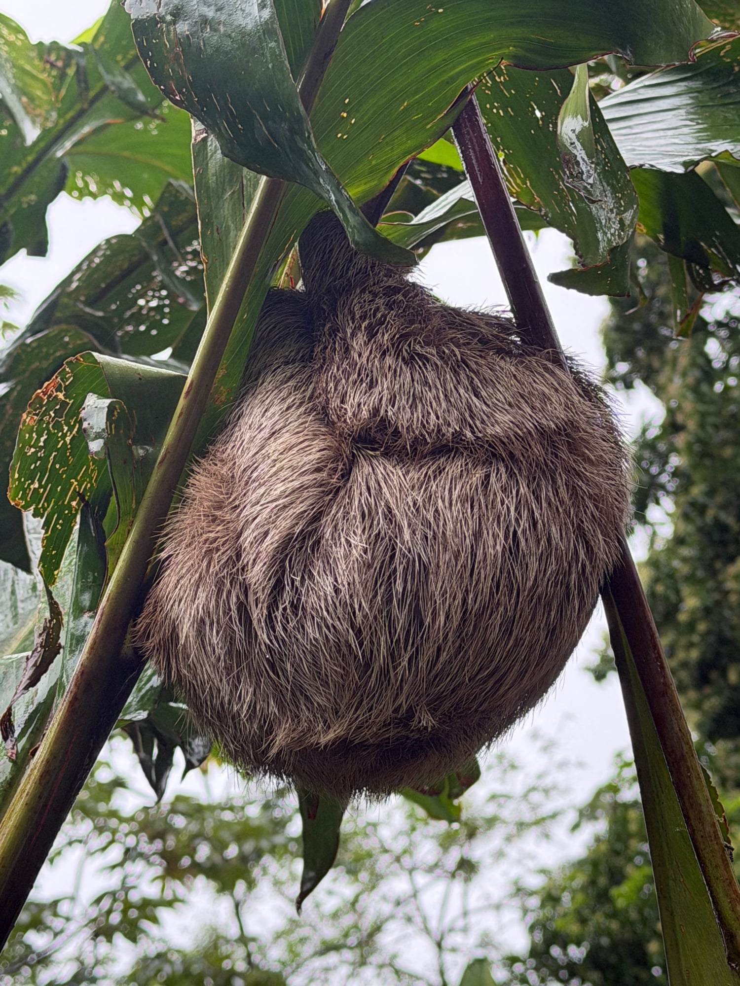 Costa Rica — Lori Richardson's travel story