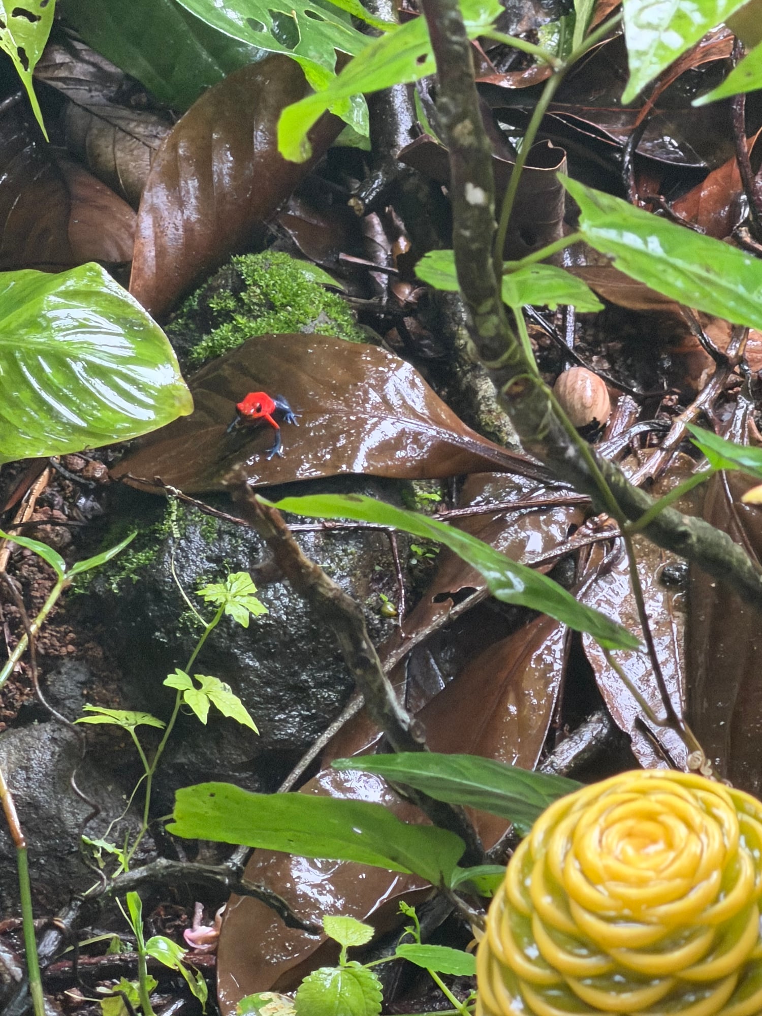 Costa Rica — Lori Richardson's travel story