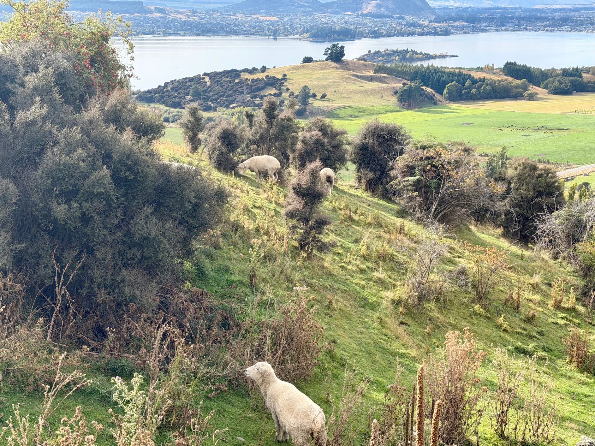 Sheep grazing on a hillside with a lake and distant mountains visible in the background of New Zealand farmland
