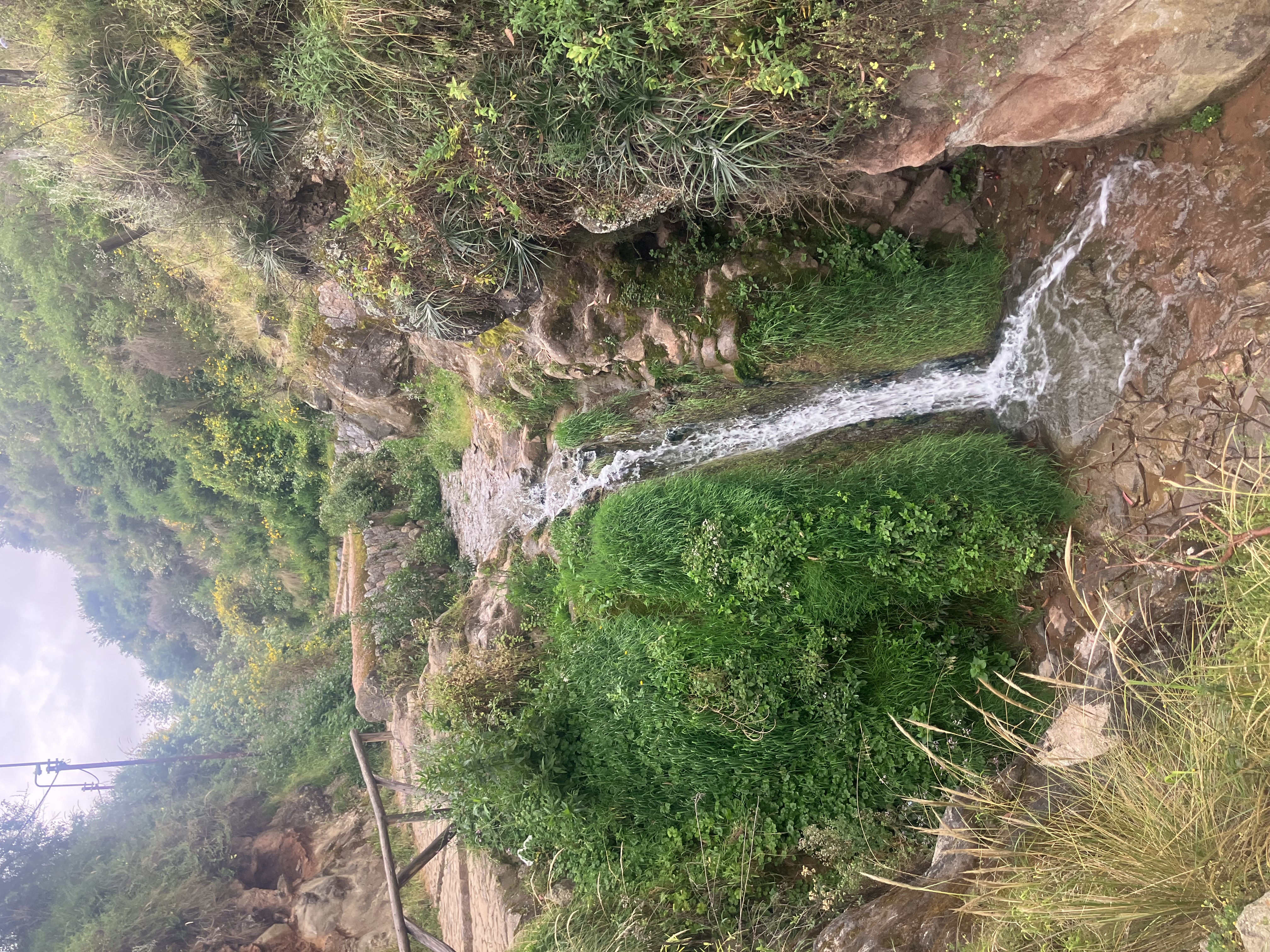 A narrow stone pathway descending through lush vegetation with a small waterfall cascading down moss-covered rocks