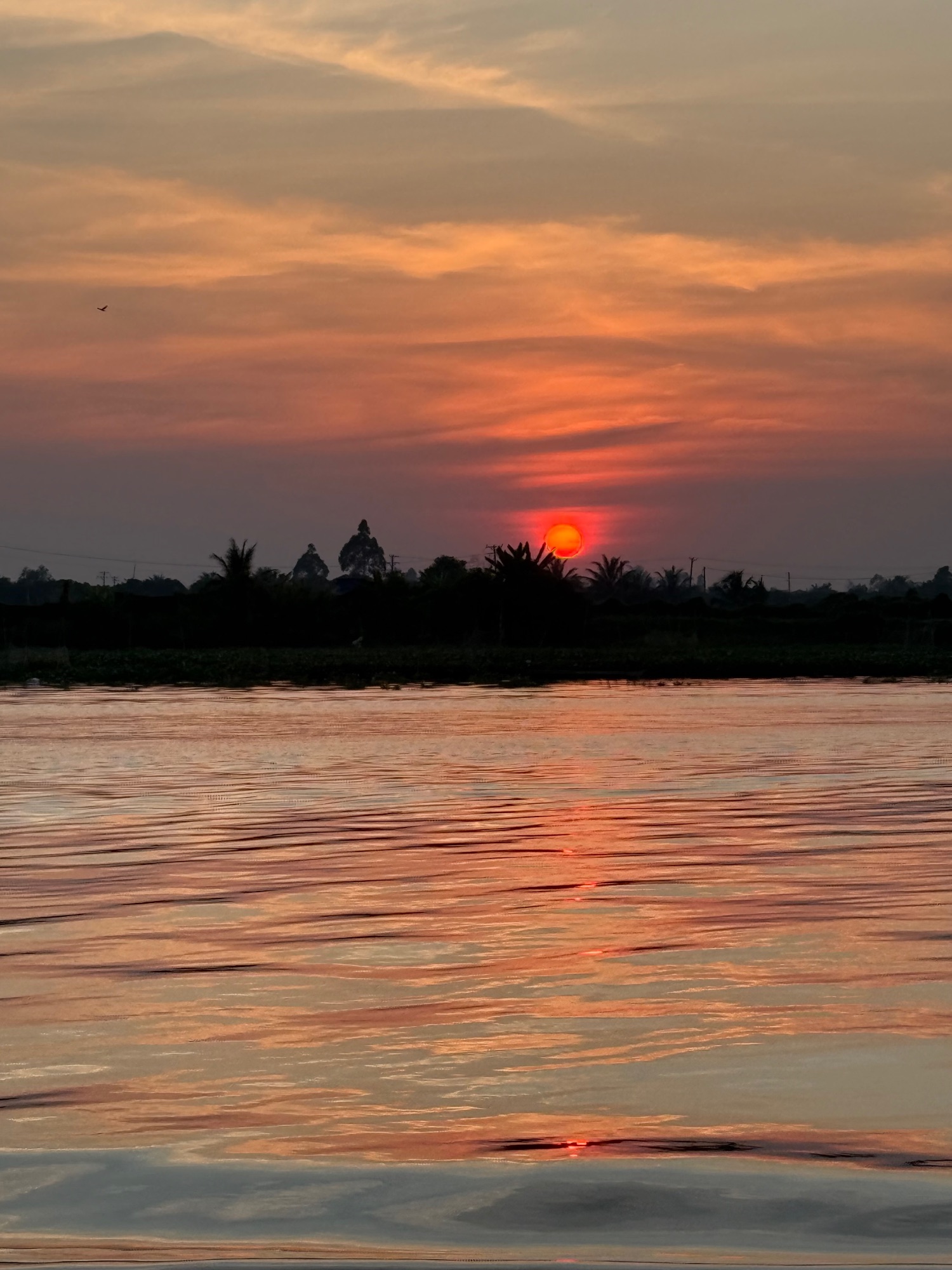 Golden sunset reflecting on calm river water with silhouetted palm trees and vegetation along the shoreline