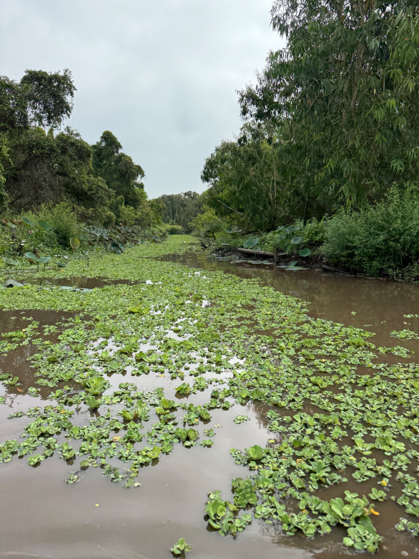 Lush green wetland waterway lined with dense vegetation and fallen logs in a tropical delta landscape