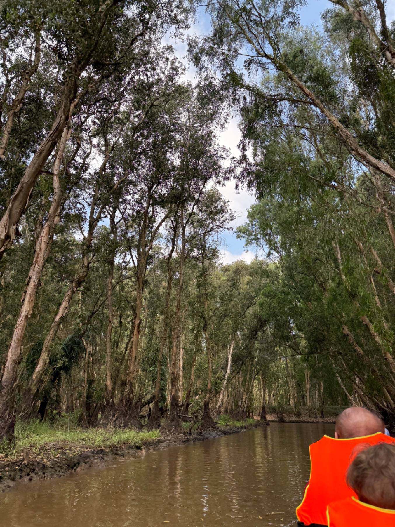 Tall eucalyptus trees creating a natural corridor along a narrow waterway during a boat tour