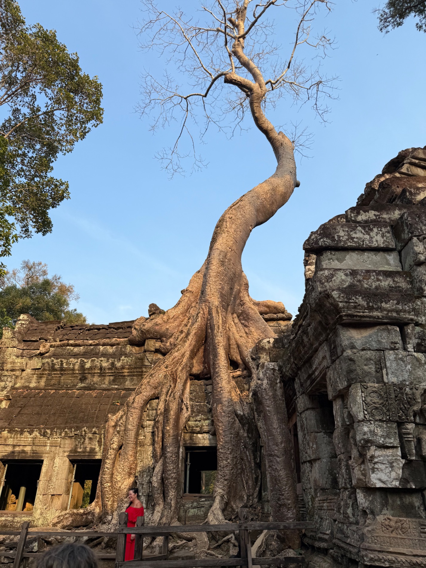 Massive tree with thick twisted trunk growing over ancient stone temple ruins in jungle setting