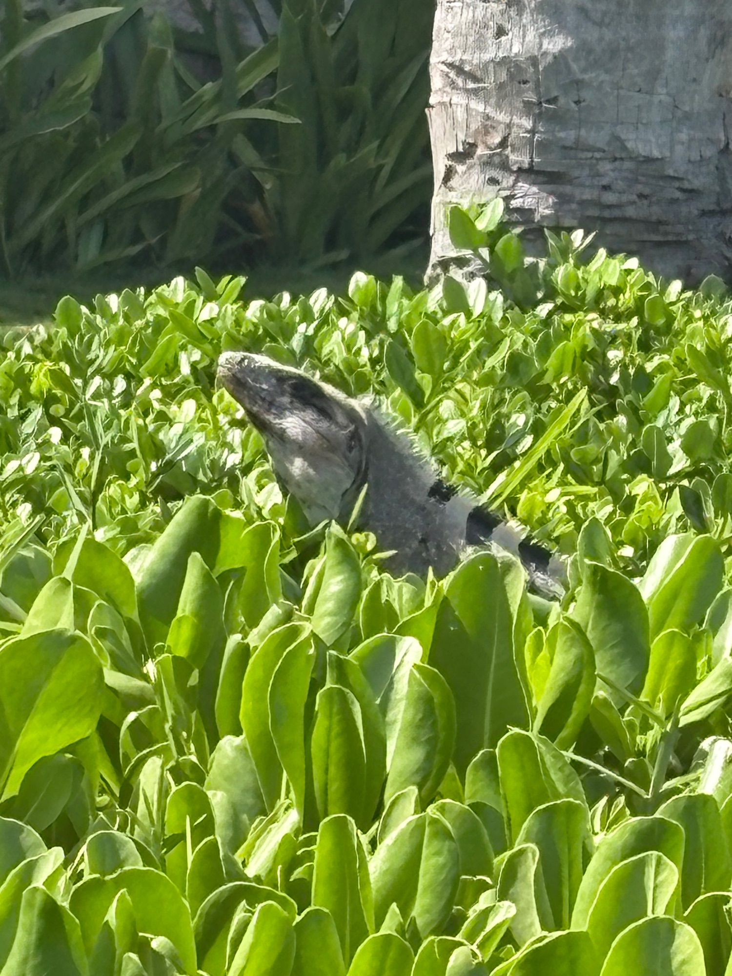 A gray crocodile emerges from bright green vegetation near a white-painted structure