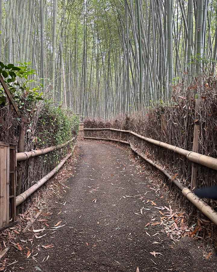 Japan — Jessica Traina's travel story