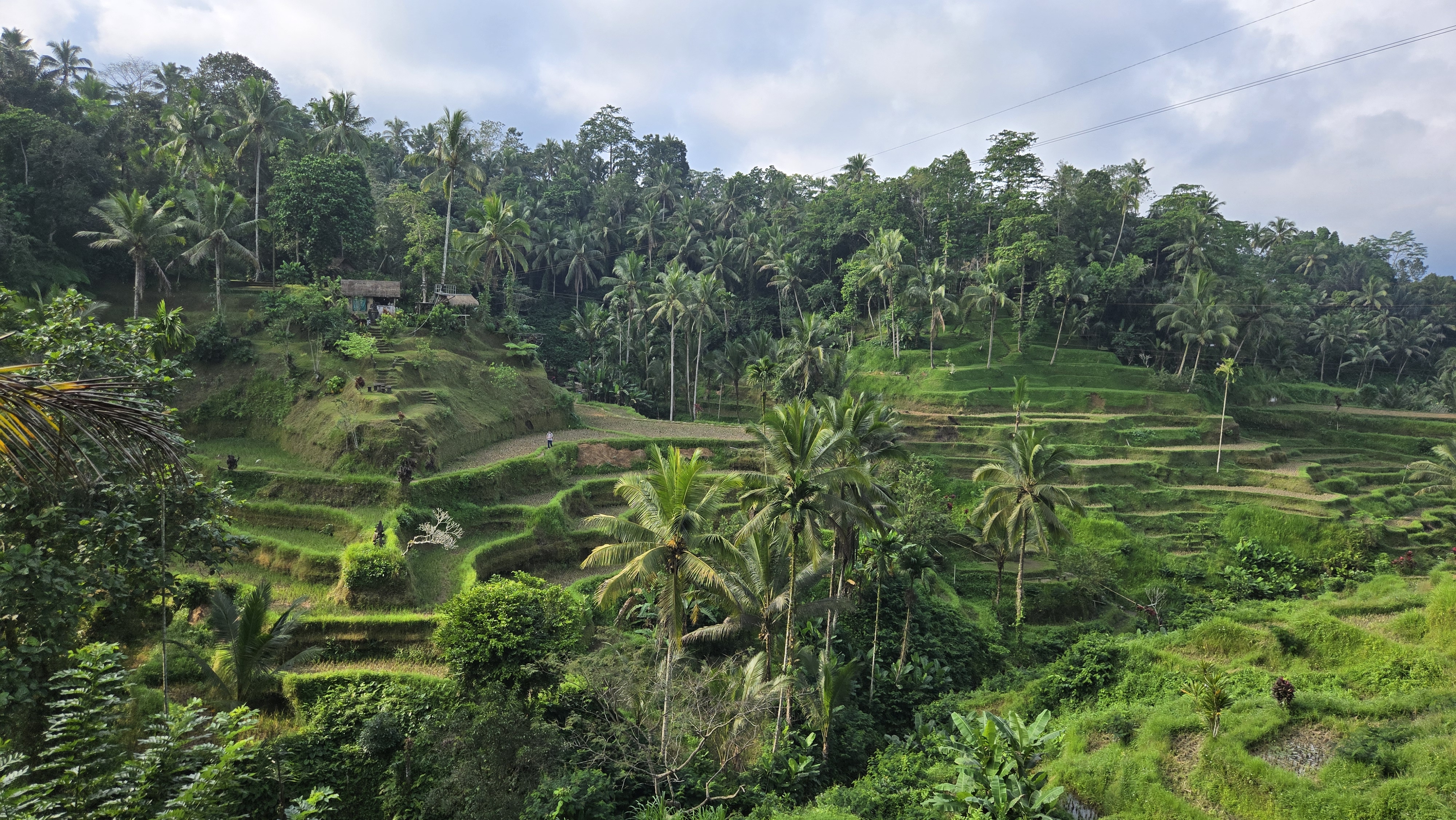 Aerial view of terraced rice paddies with palm trees scattered across rolling green hills in West Java