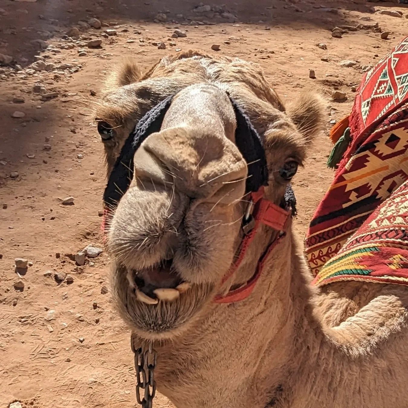 Close-up of a camel's head wearing decorative red and gold saddle cloth in the desert
