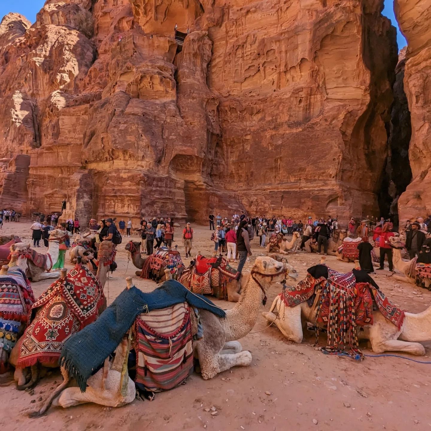 Multiple camels resting in the canyon floor at Petra with tourists and colorful blankets surrounding them