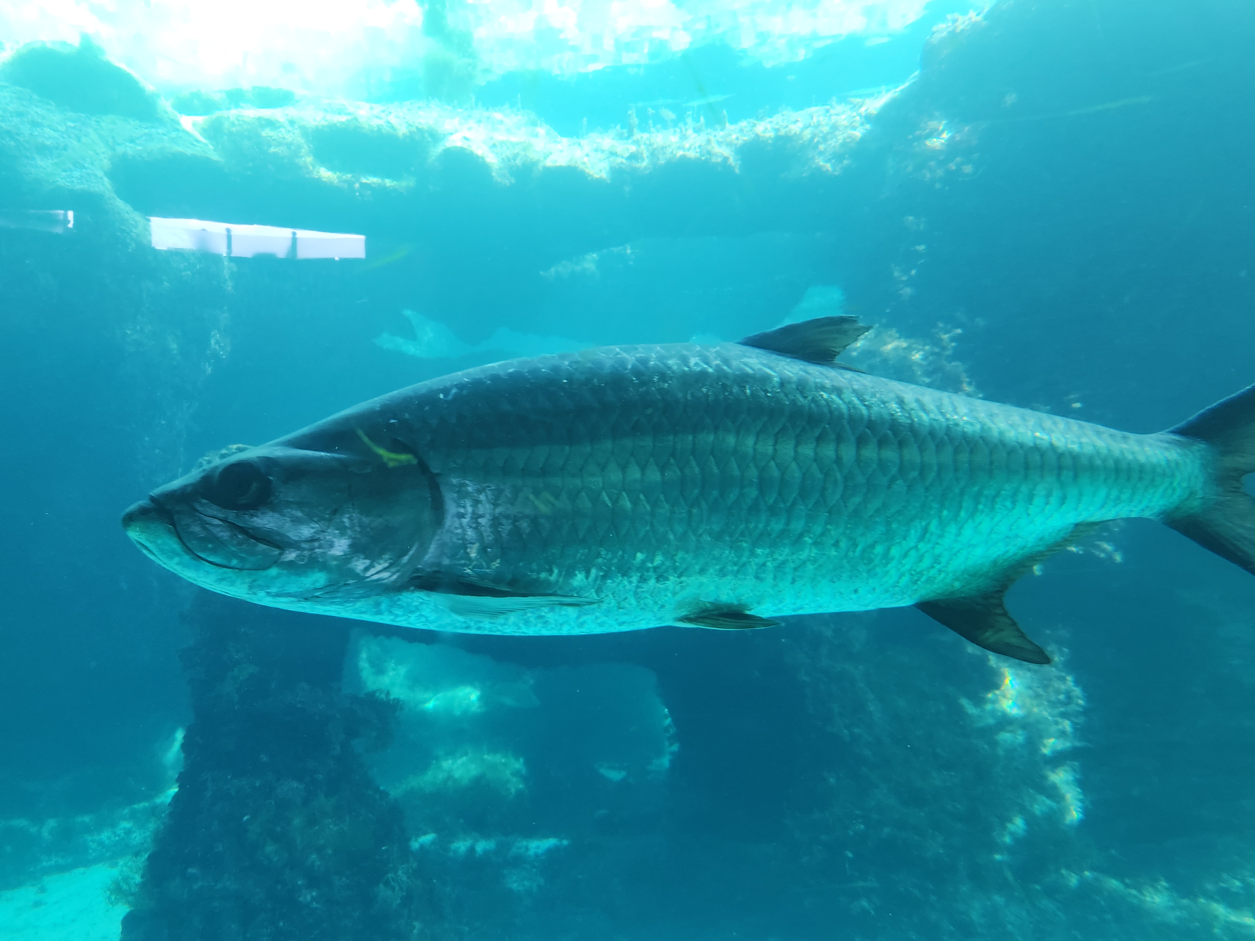 Bahamas travel story
