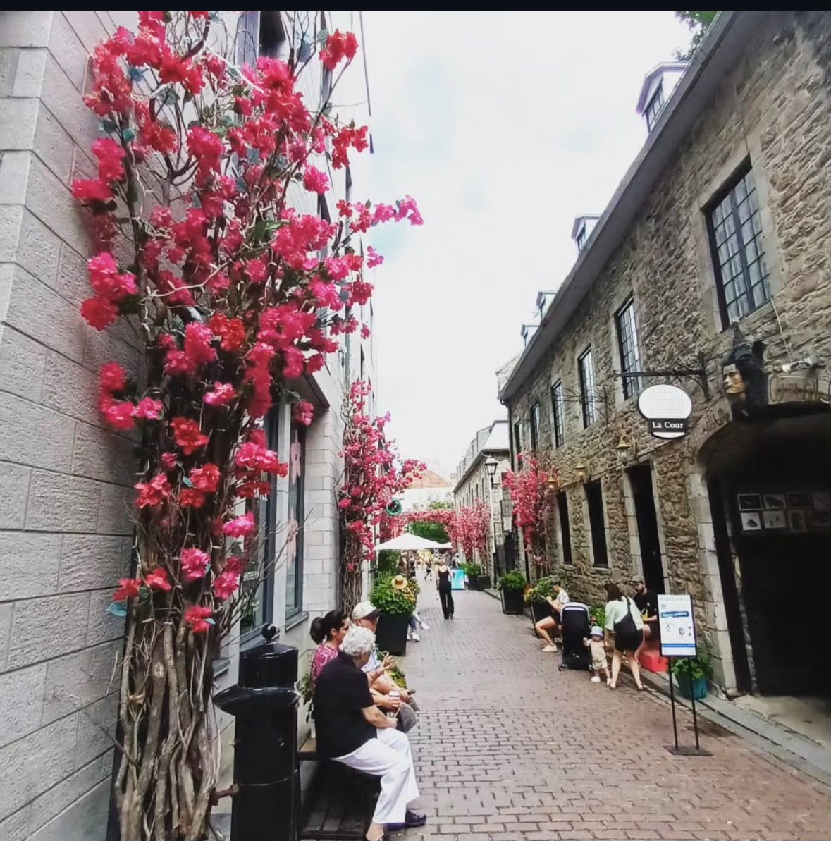 Narrow cobblestone street in Quebec City's Old Town lined with vibrant pink flowering vines on building facades and pedestrians walking